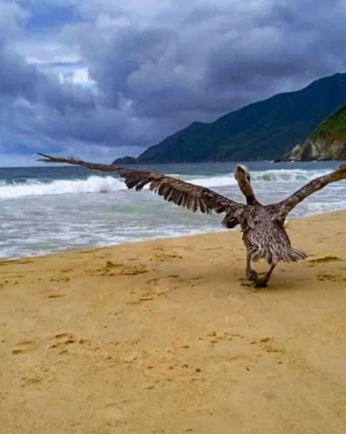 Choroni with his pelican