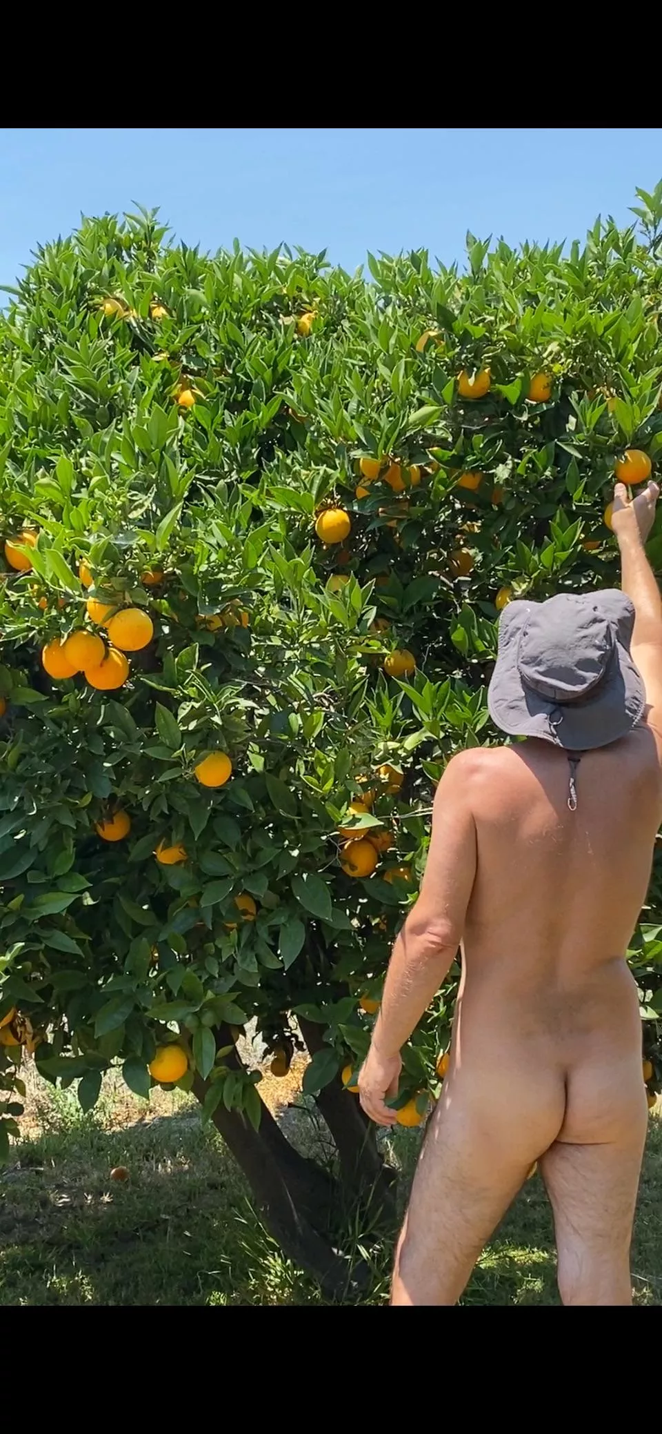 It’s Orange Picking Time 