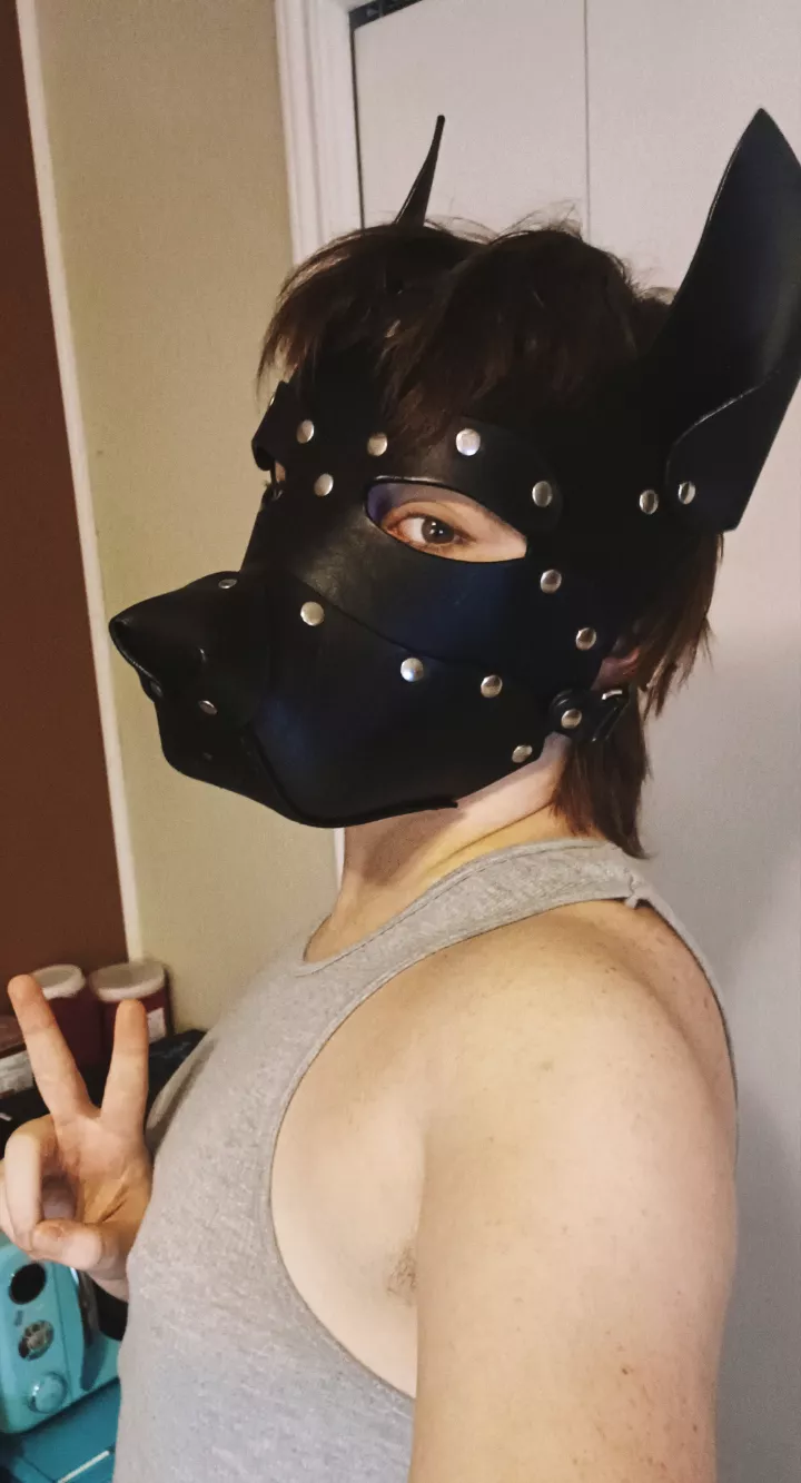 ftm pup here :3 nice to meet you!