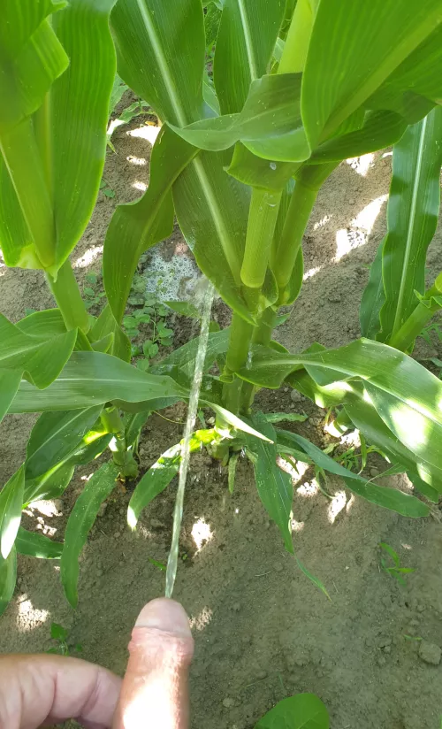 Naked in the corn : need watering
