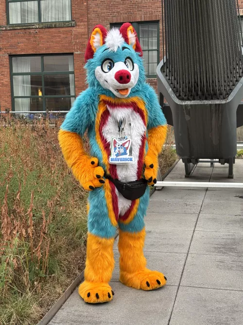 This husky is on the search for some hugs, would you give him one?