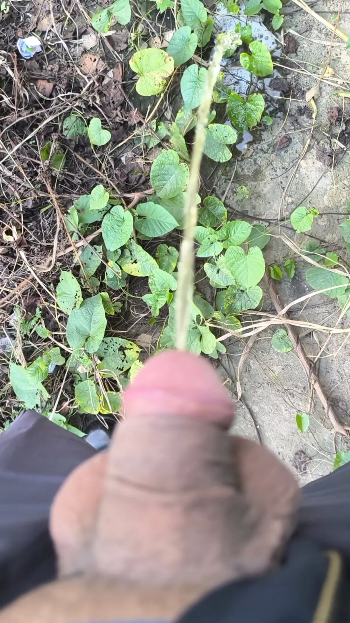 Watering the mountain.