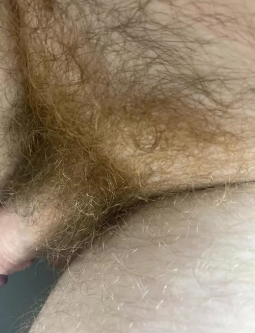 Ginger bush is the best bush.