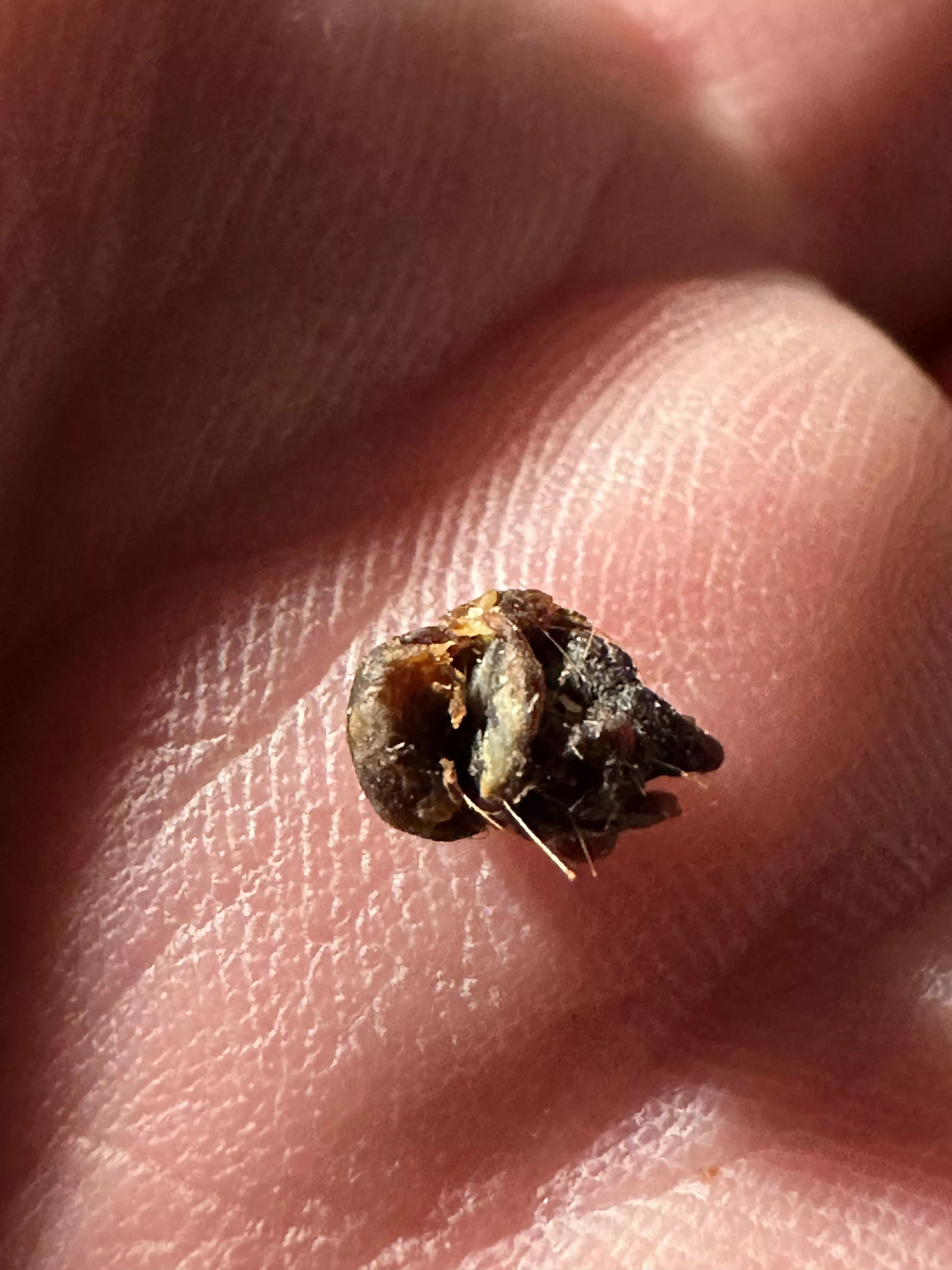 I could hear color after this popped out