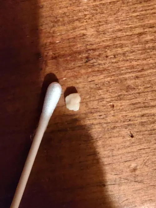 Tonsil stone I coughed up just now, qtip for scale