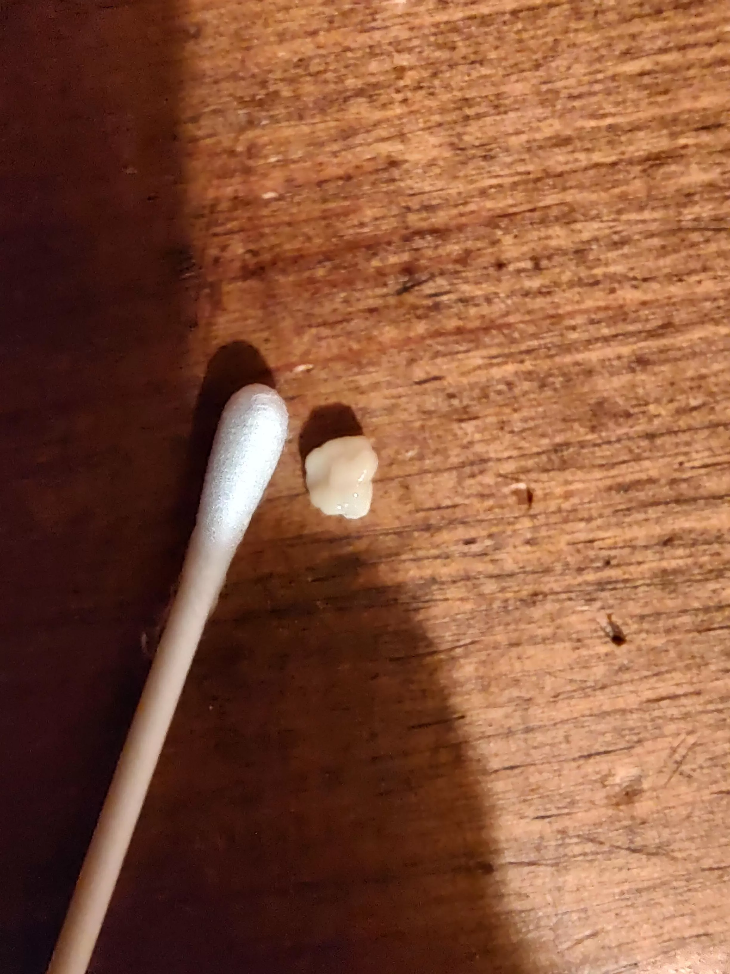 Tonsil stone I coughed up just now, qtip for scale