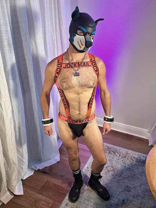 Arf! 42 silver daddy pup, what do you think of my new outfit?