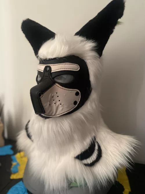 Modified a pup hood for pride last month!