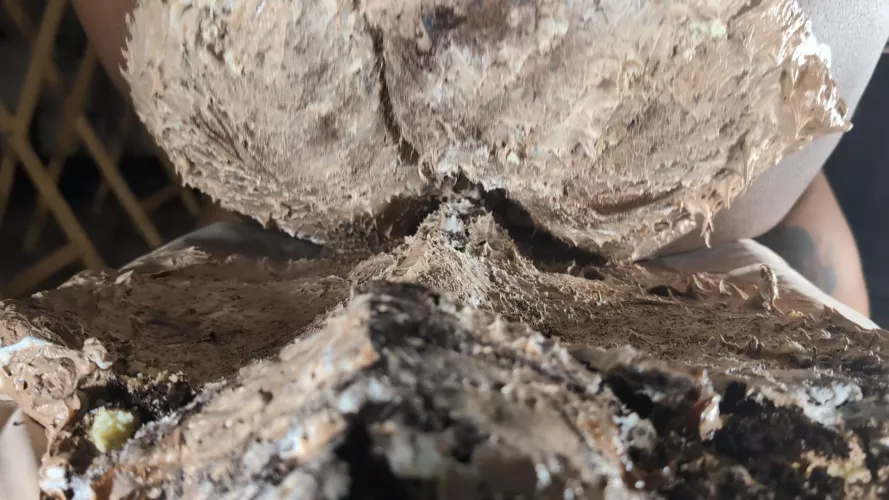 [oc] An image from my cake sitting video!