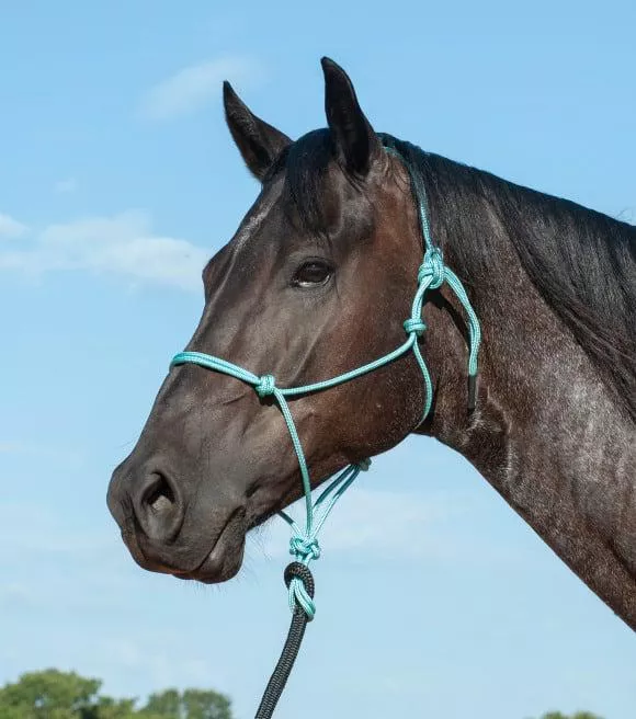 Beginner's question. So how similar is shibari to horse rope harnesses? 