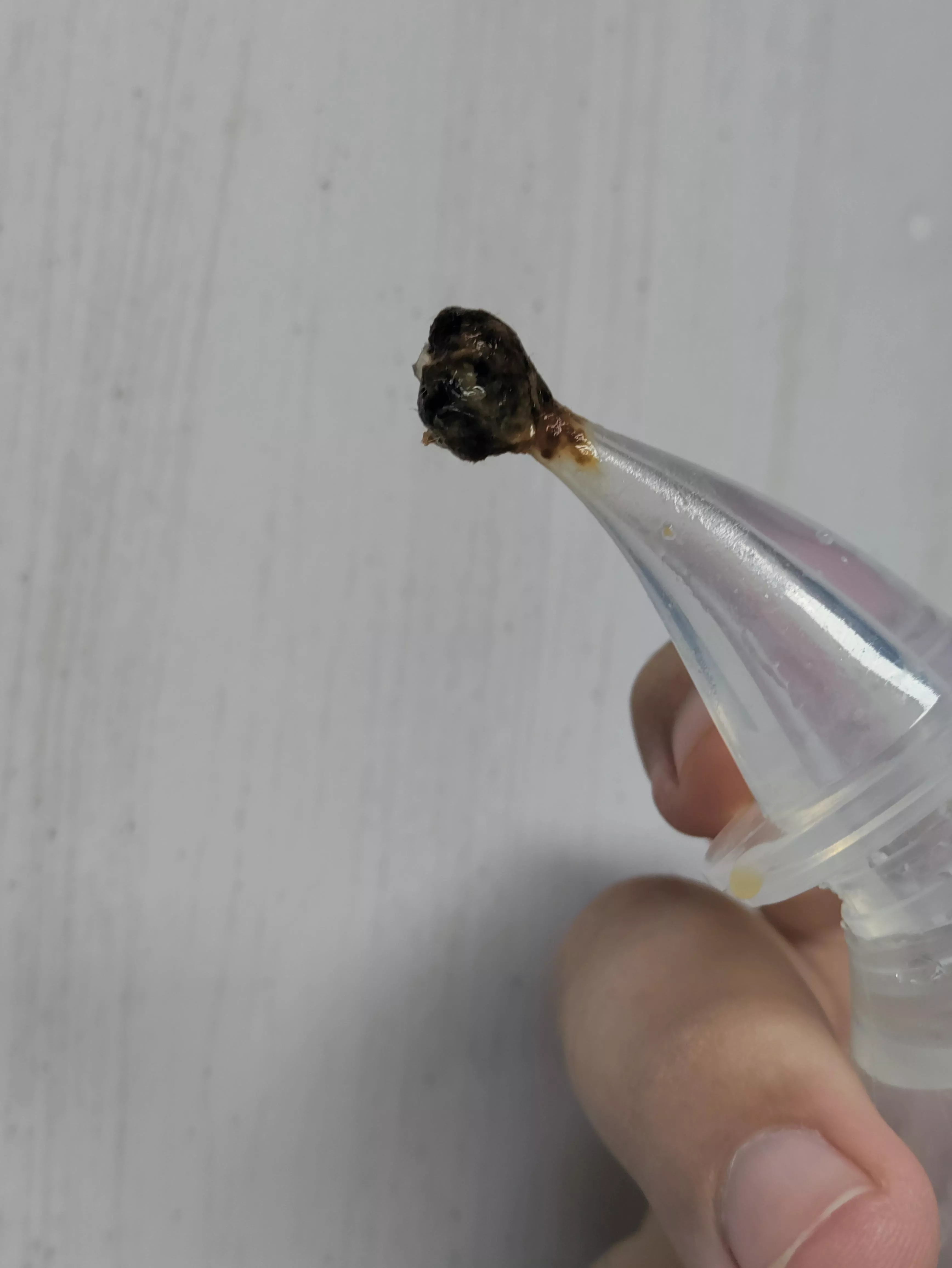 My boyfriend had a clogged ear. Flushed it and this bad boy came out 