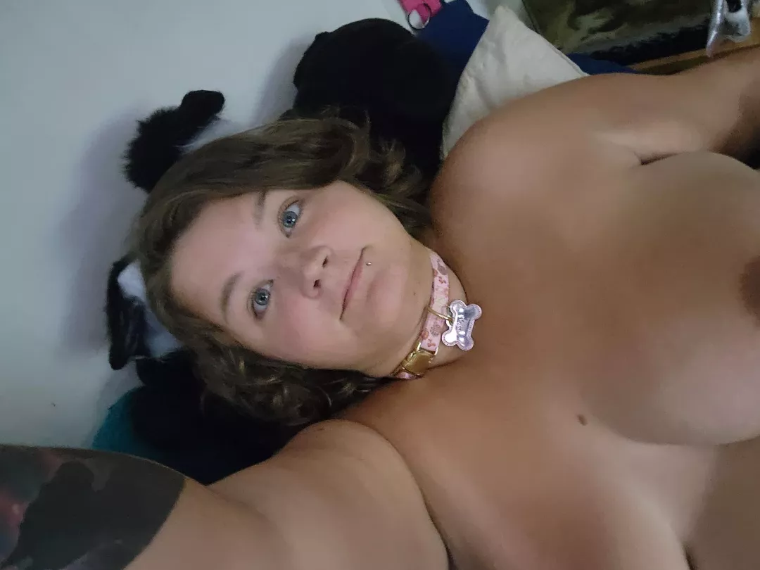 Bought my wolf puppy lyria new collar and set of ears today for being a good girl all week. 