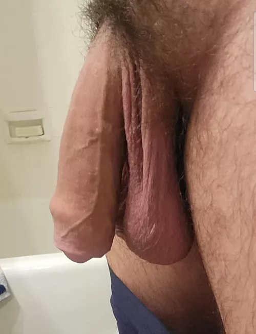 [33] Bull Balls heavy with Testosterone. 