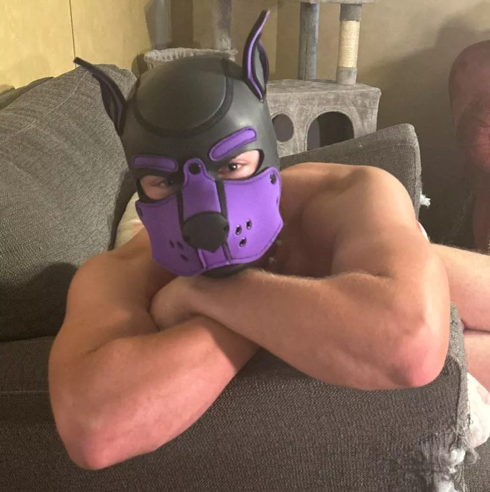 Hey Pups and Pals! I’m Artemis, nice to meet you all 😁💜