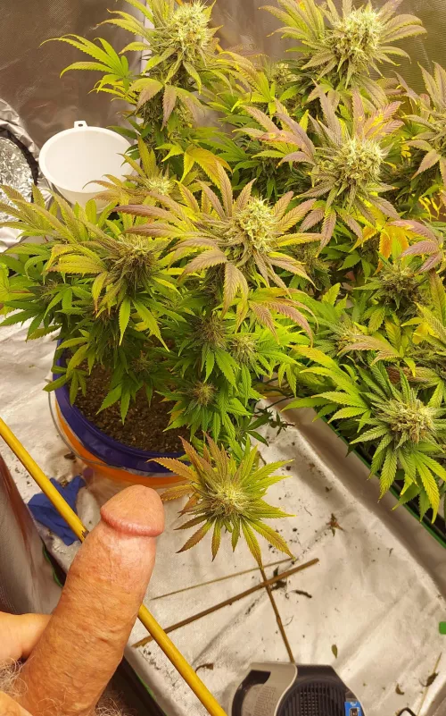 Nearly party time! (M) 