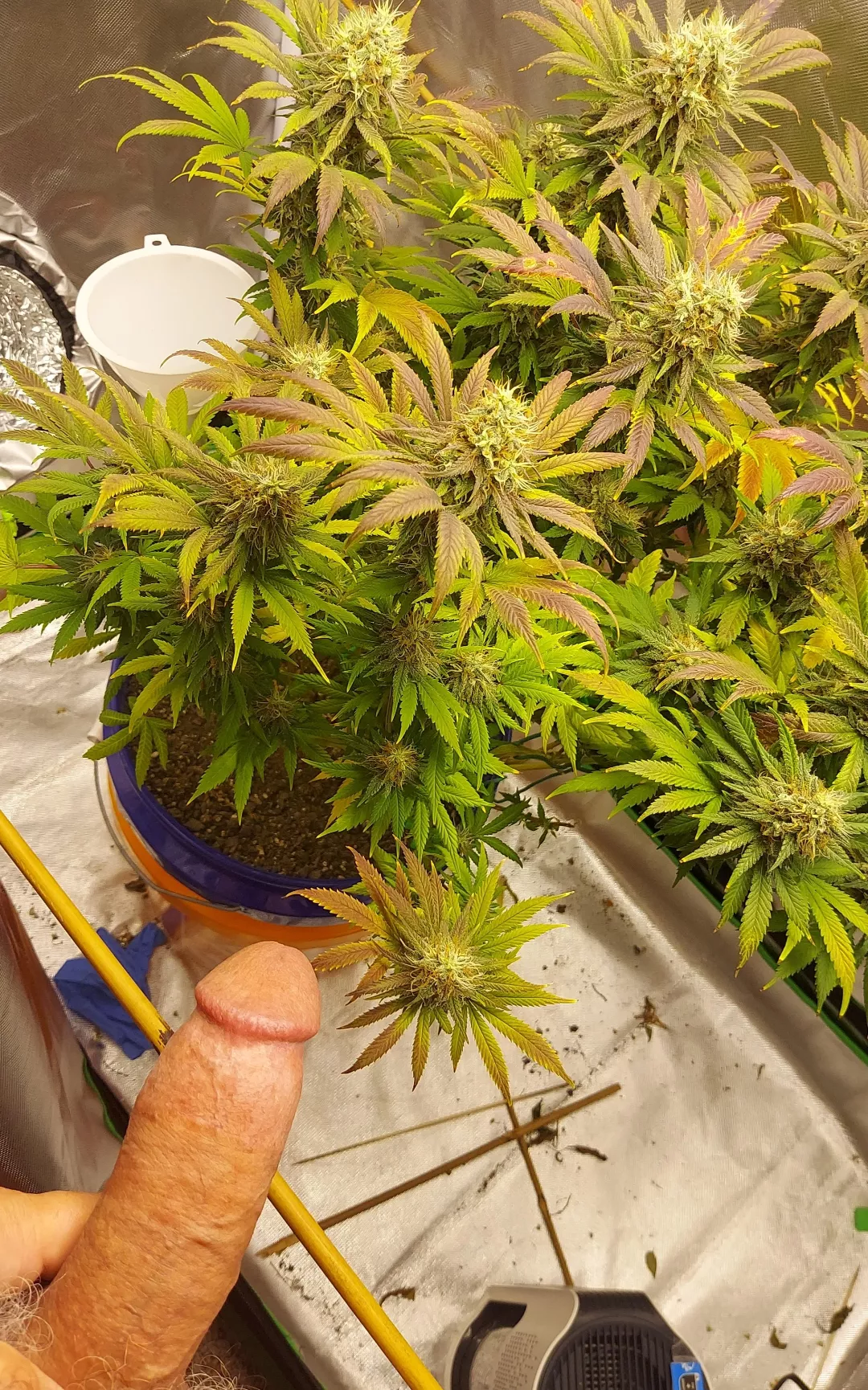 Nearly party time! (M) 