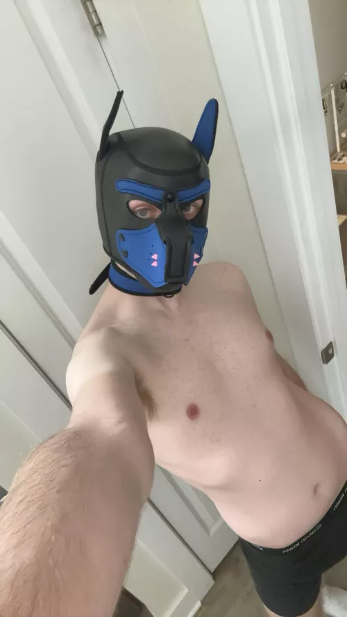 Finally got a collar to match my hood 🐶⛓️