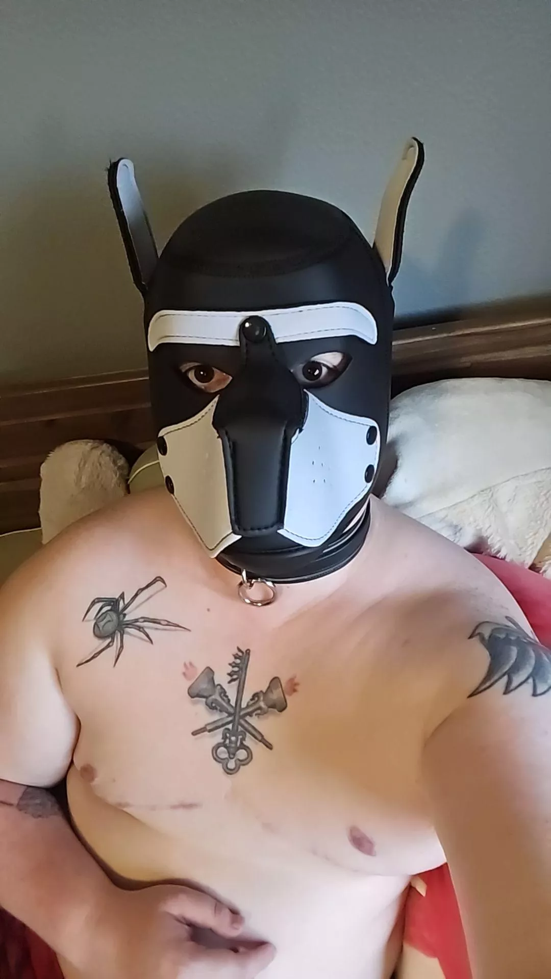 Ftm puppy trying to be a good boy