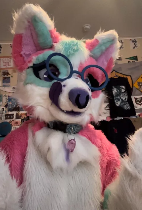 Do you like my collar? 🥺