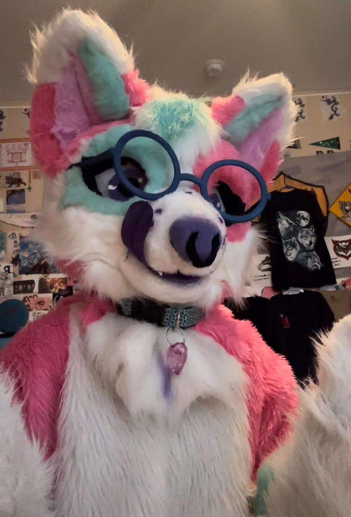 Do you like my collar? 🥺