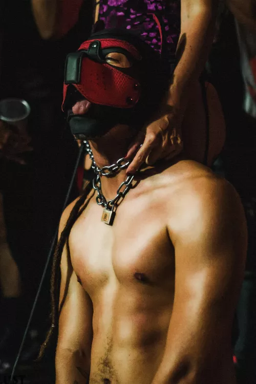 Happy International Dog Day