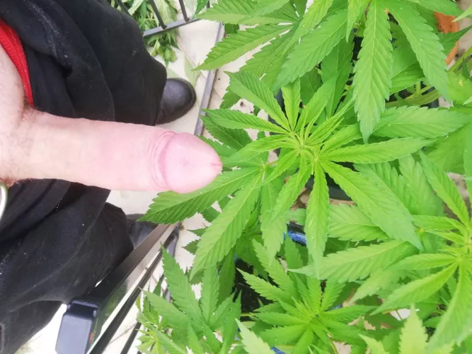 Amongst the trees (M)