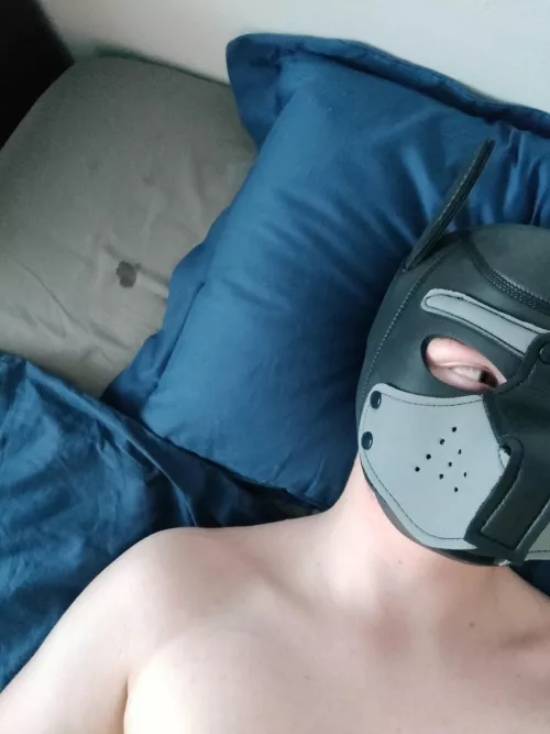 This doggy may have been bit too silly with someone and now he has cum all over him and his hood 🤭