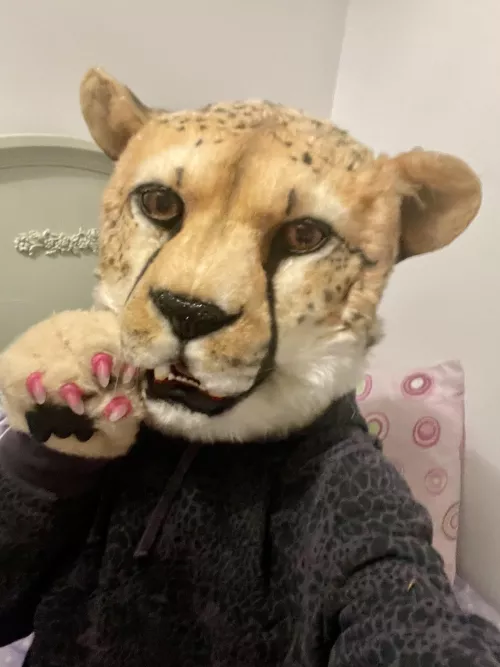 Say hai to my new (to me) cheetah partial !! 🐆
