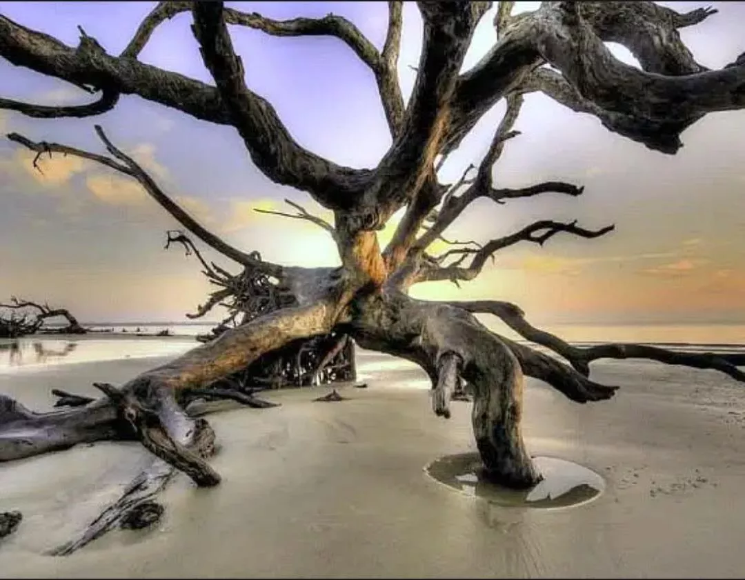 Driftwood Beach, Jekyll Island, Georgia 