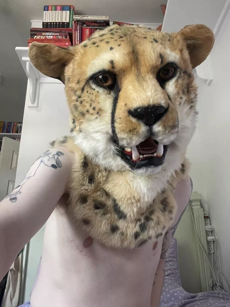 Do you like transmasc cheetah bois? 🐱 