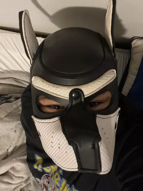 Evening puppy pic 📷 🐶 