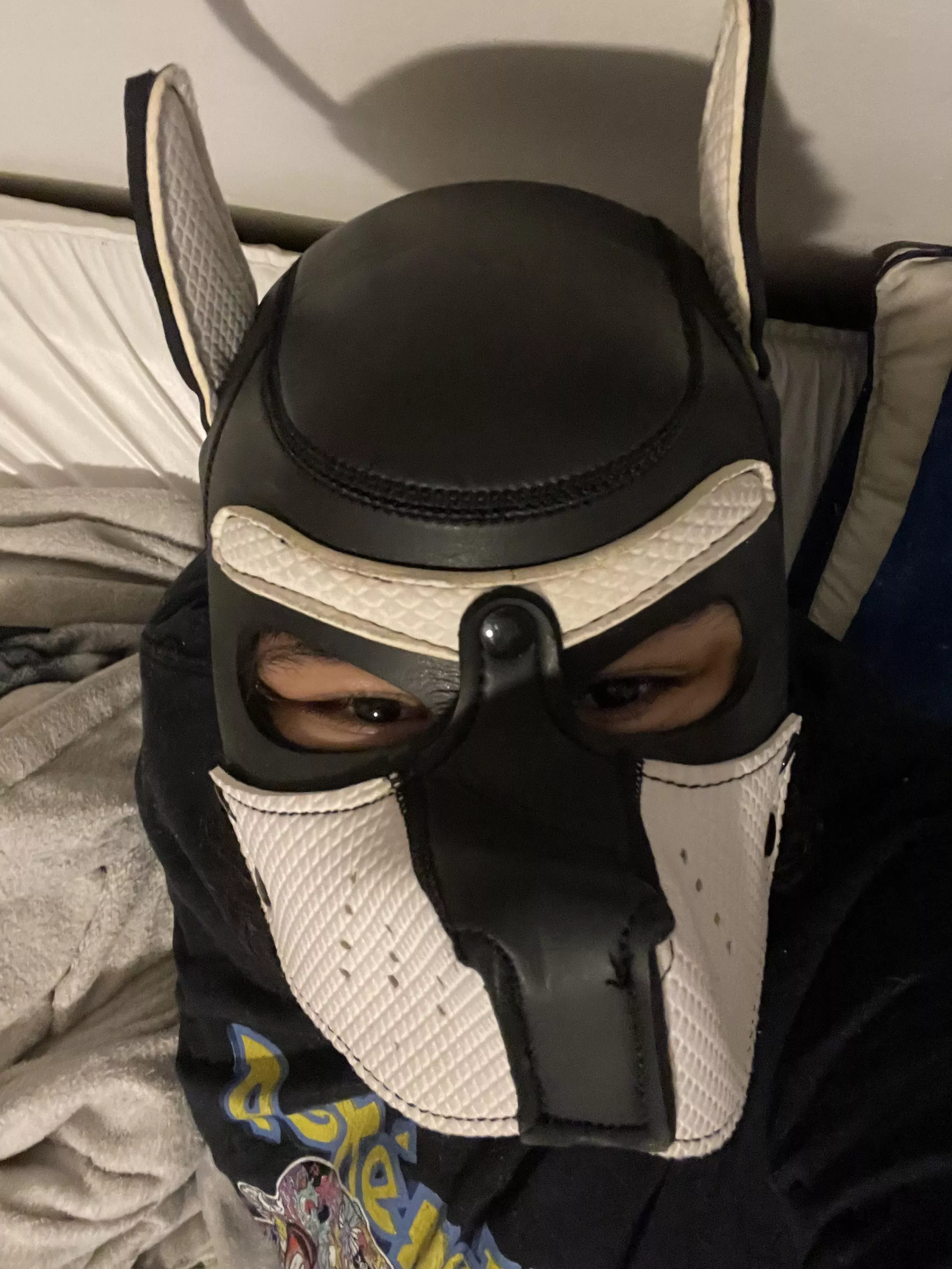 Evening puppy pic 📷 🐶 