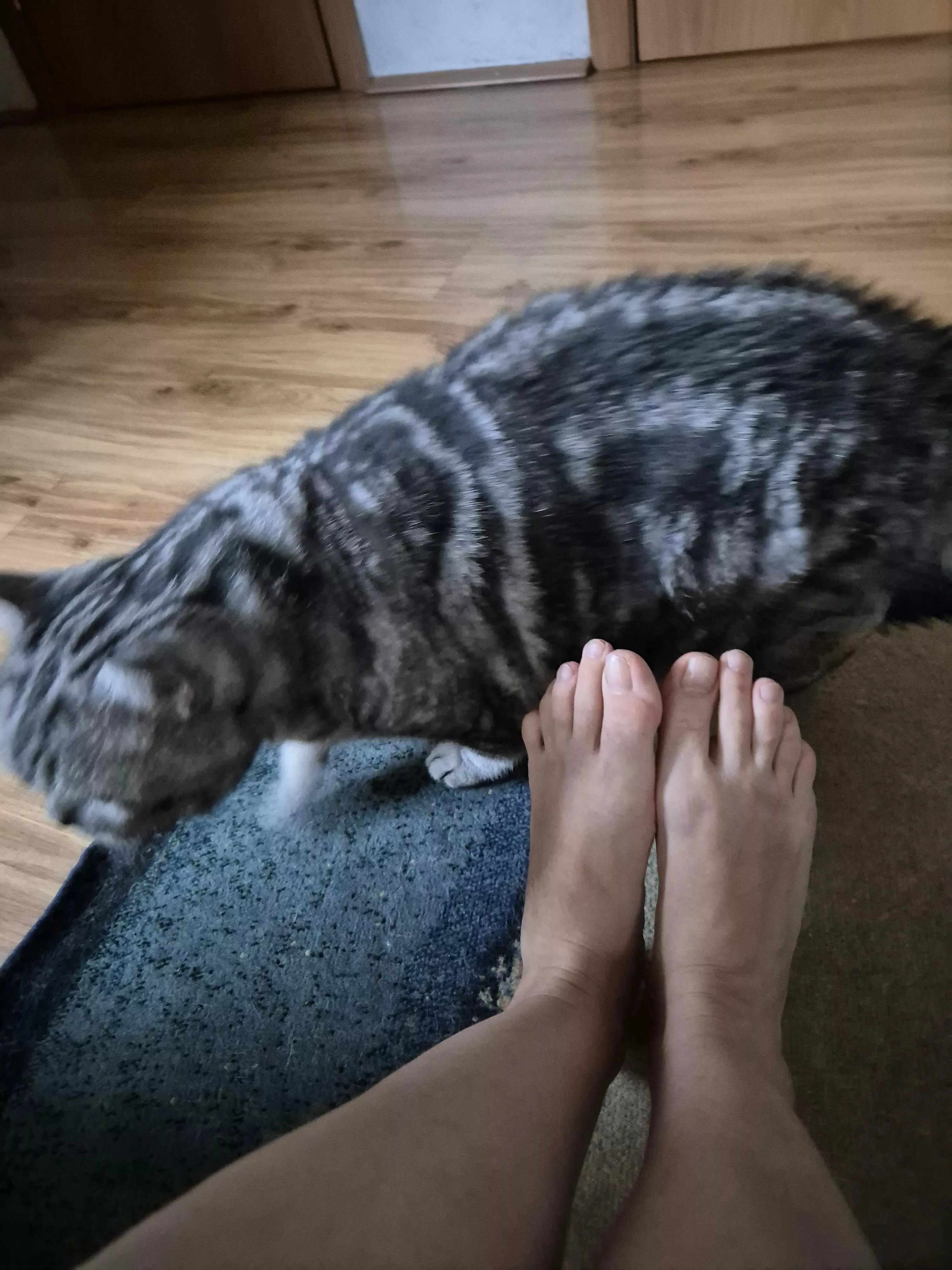 Wanna be my cat 