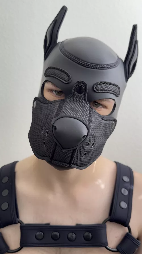 Why can’t pups just run around the woods every day? 🐺 