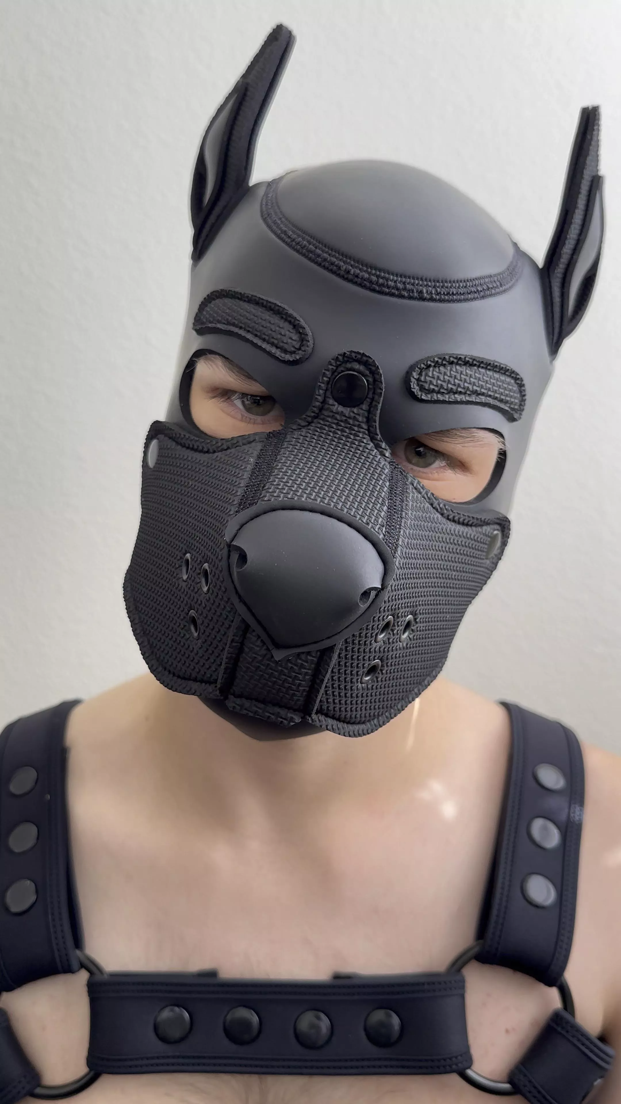 Why can’t pups just run around the woods every day? 🐺 