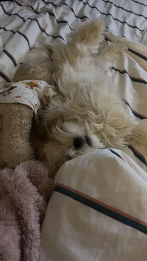 I have the cutest puppy ever 🤭