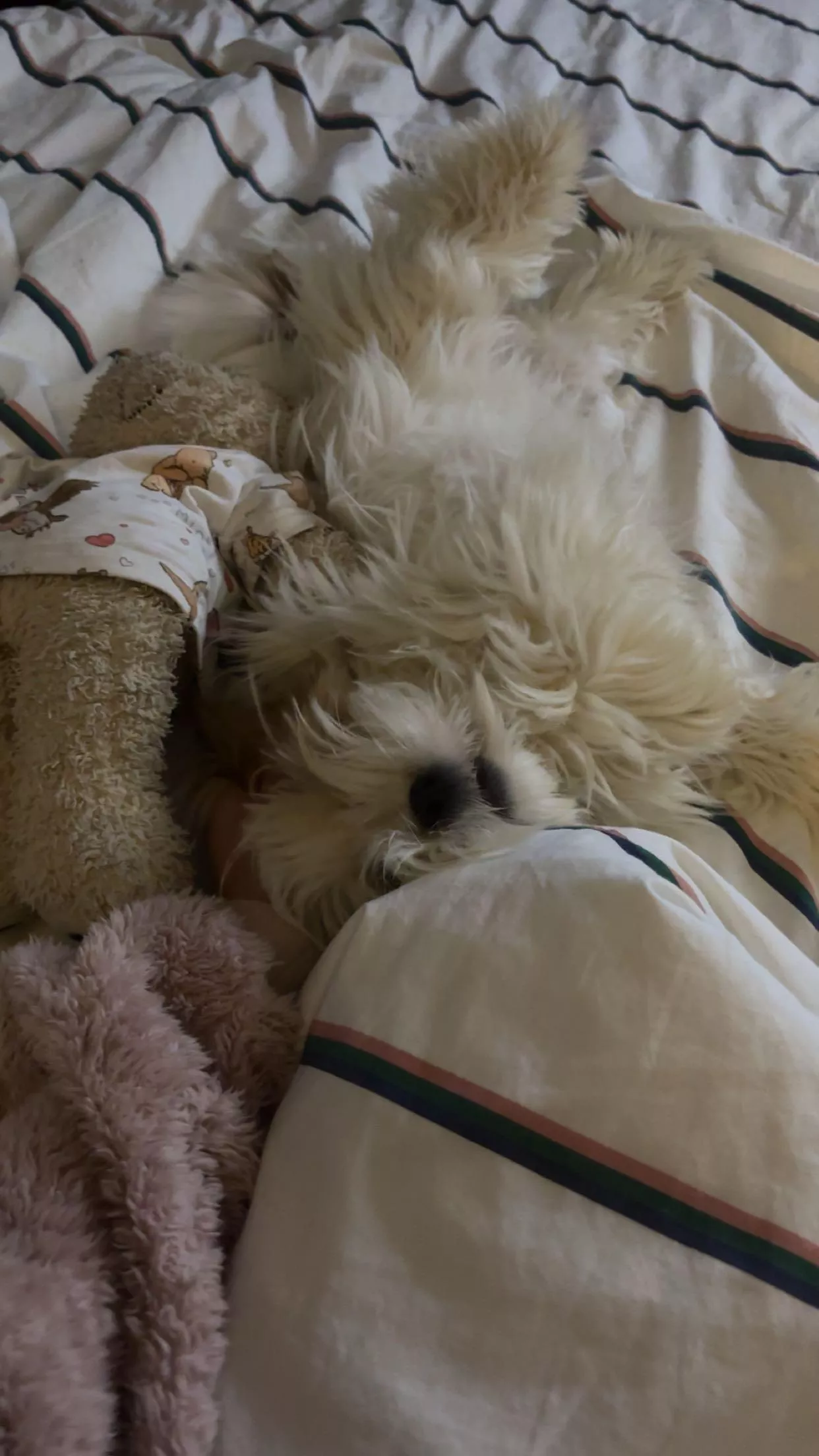 I have the cutest puppy ever 🤭