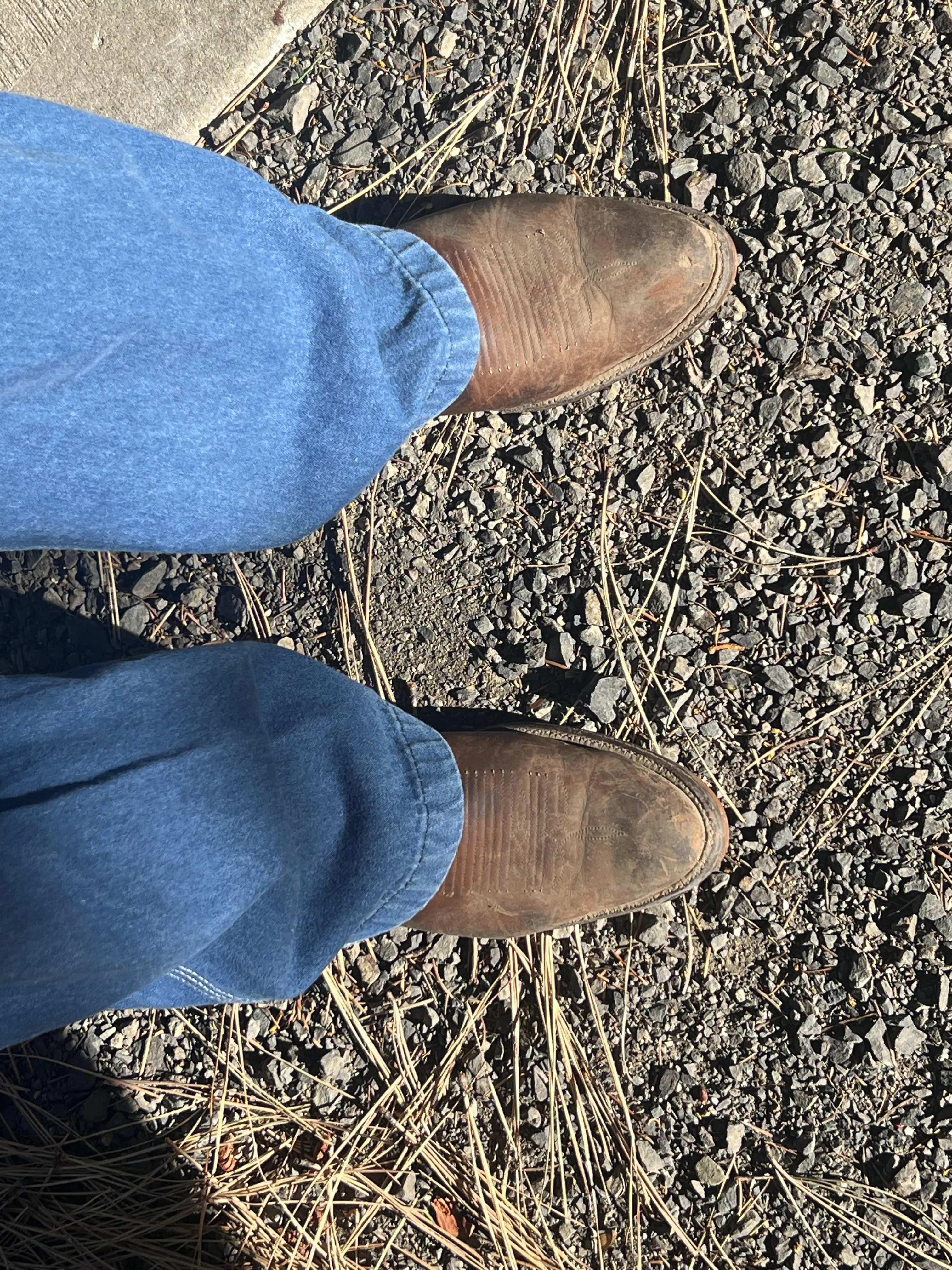 My BOTD my 4013 Lama’s