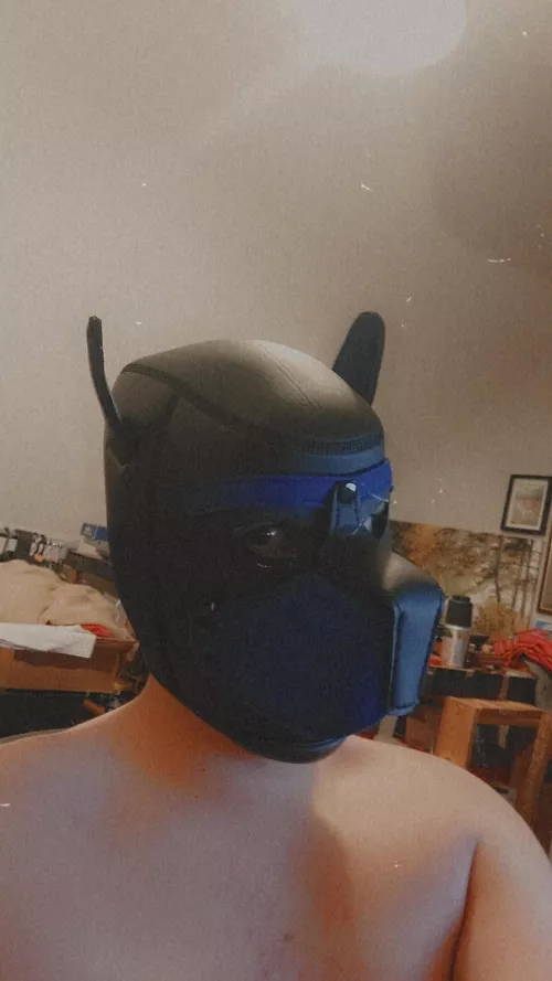 Hey I'm Pup Ro Ro new to the pup community and loving it!