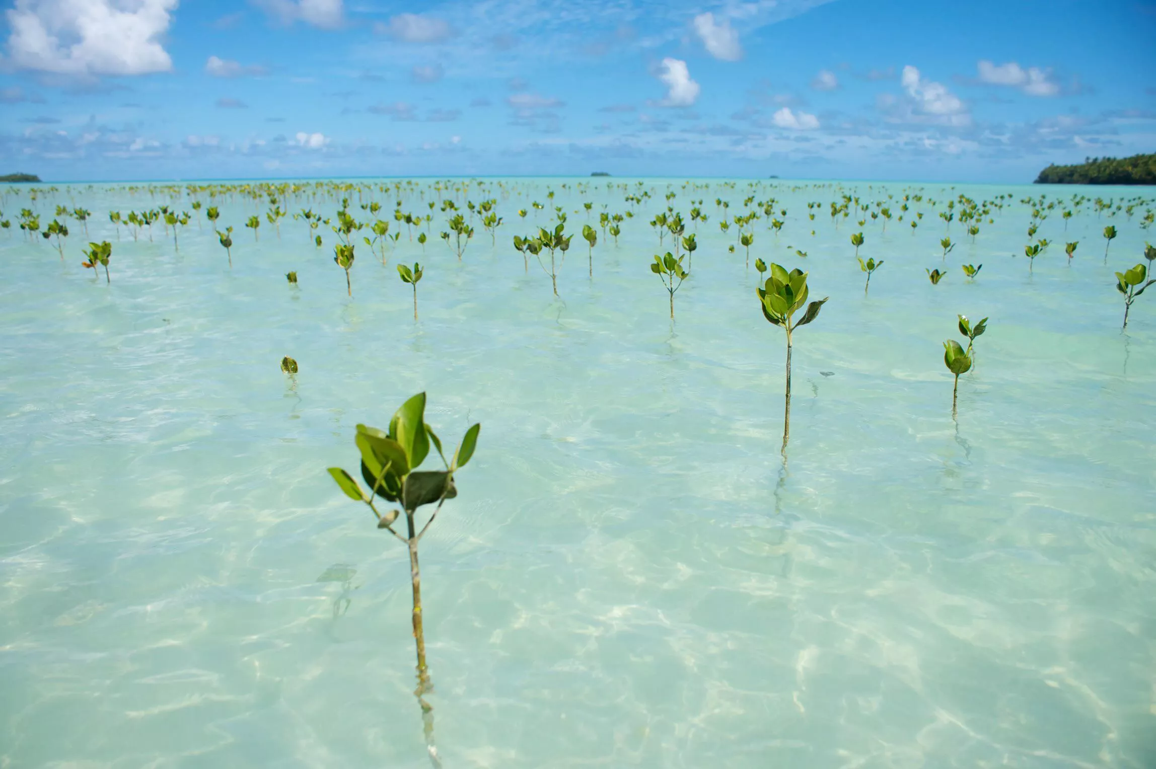 Planted mangroves at a beach in Funafuti, Tuvalu, one of the smallest countries on earth 