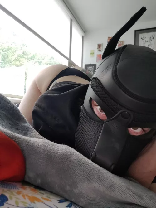 Eager pup... I really need a tail though