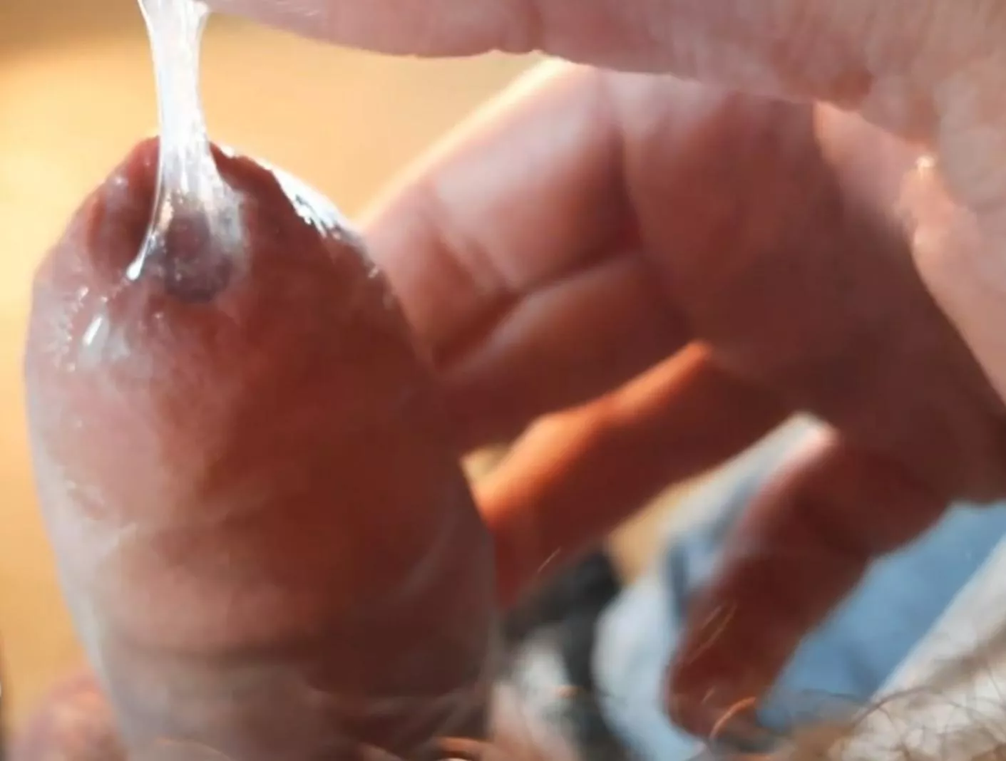 Such tasty pre cum (NOT MINE) 