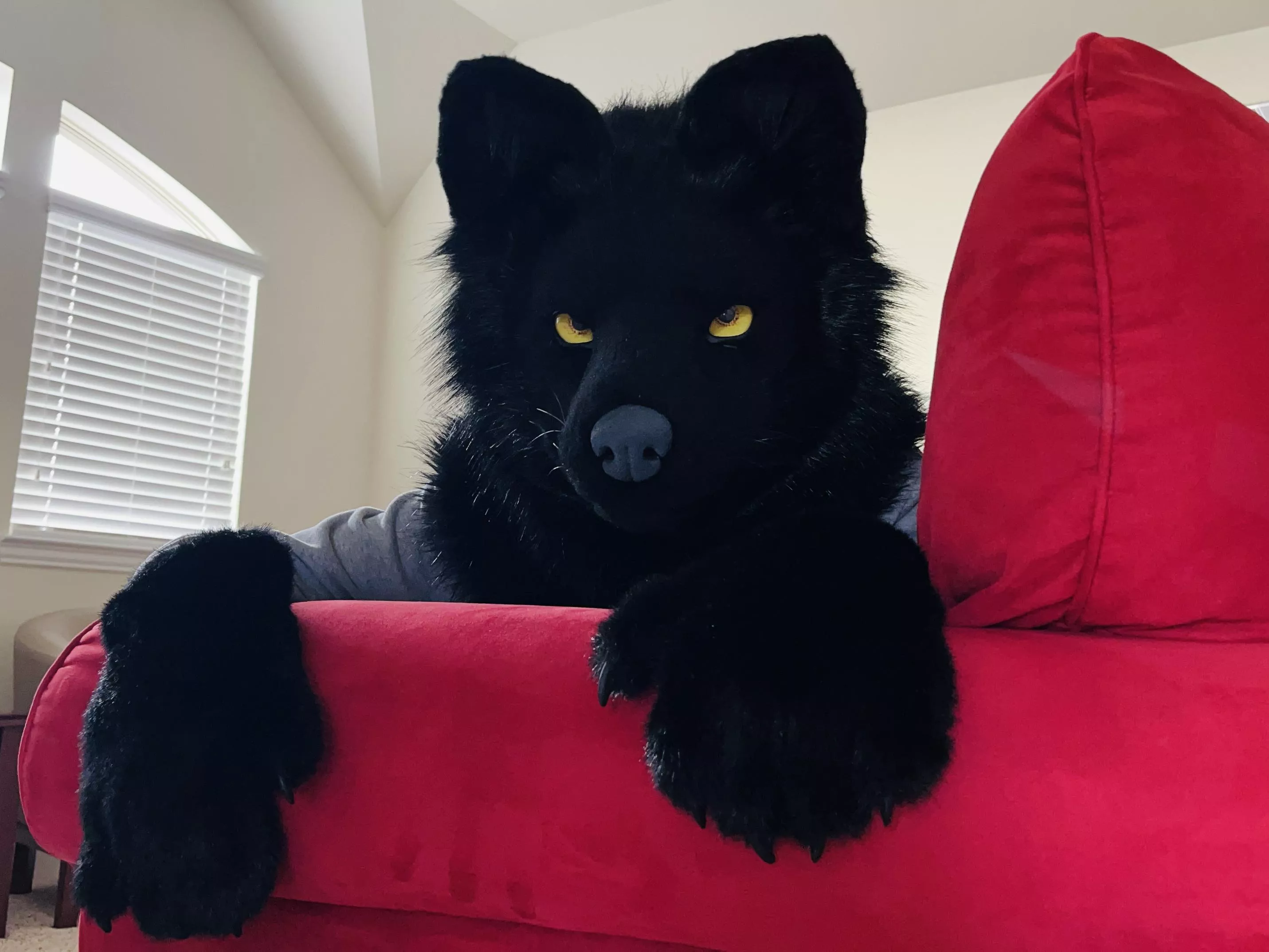 There's a wolf on your couch. Wyd?