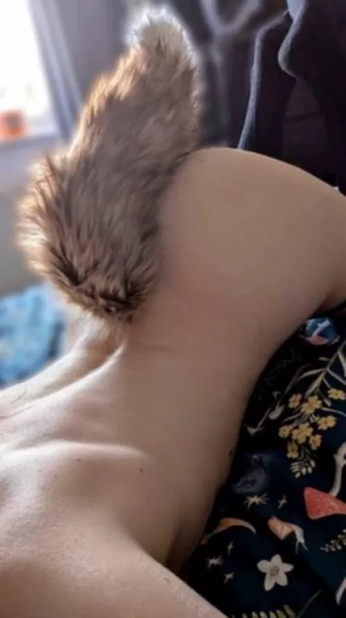 A kitten who likes to play games