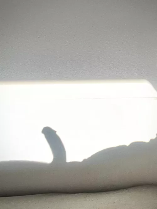 Just the morning sun ☀️