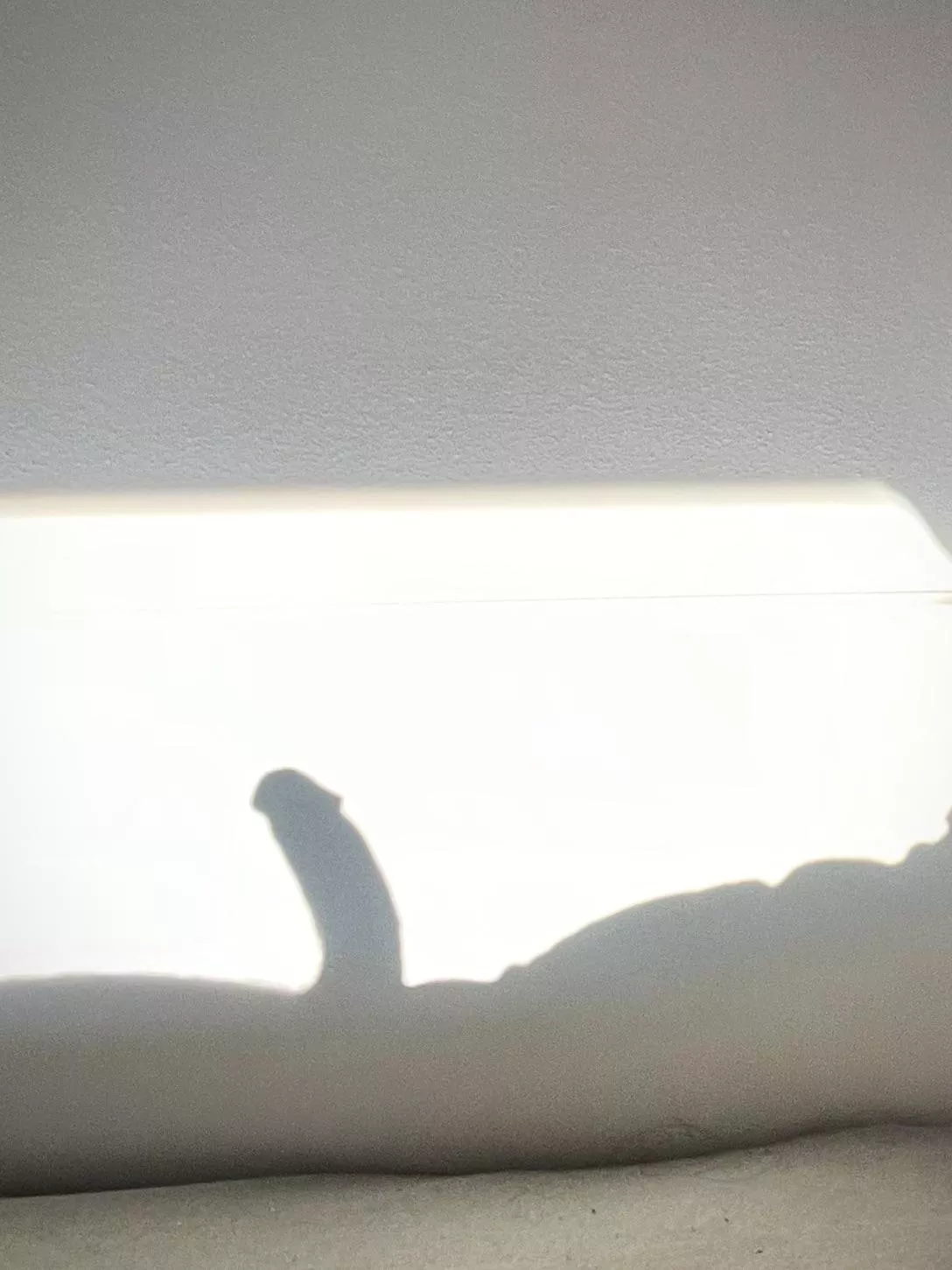 Just the morning sun ☀️