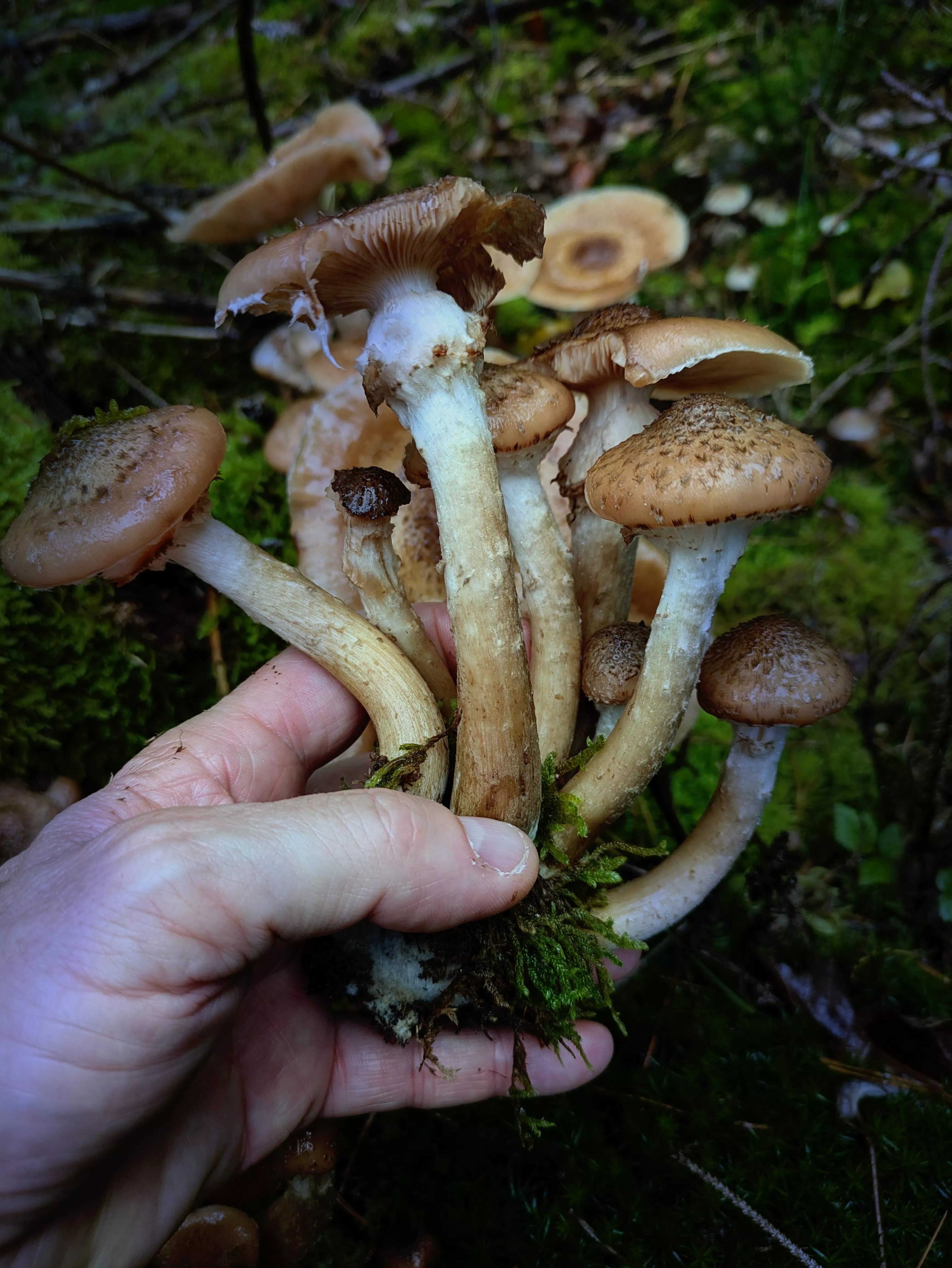 Mushroom time..🍄🍄‍🟫