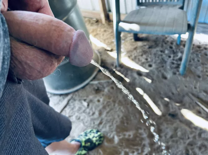 Pissing in the barn 
