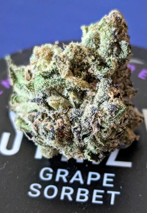 Stiiizy: Grape Sorbet