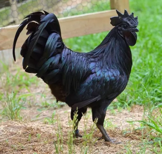 A big black cock